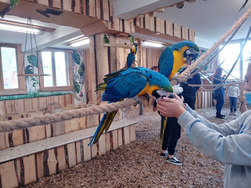 Colorful blue and yellow macaws being fed by a child at Papugarnia Zakopane indoor parrot house