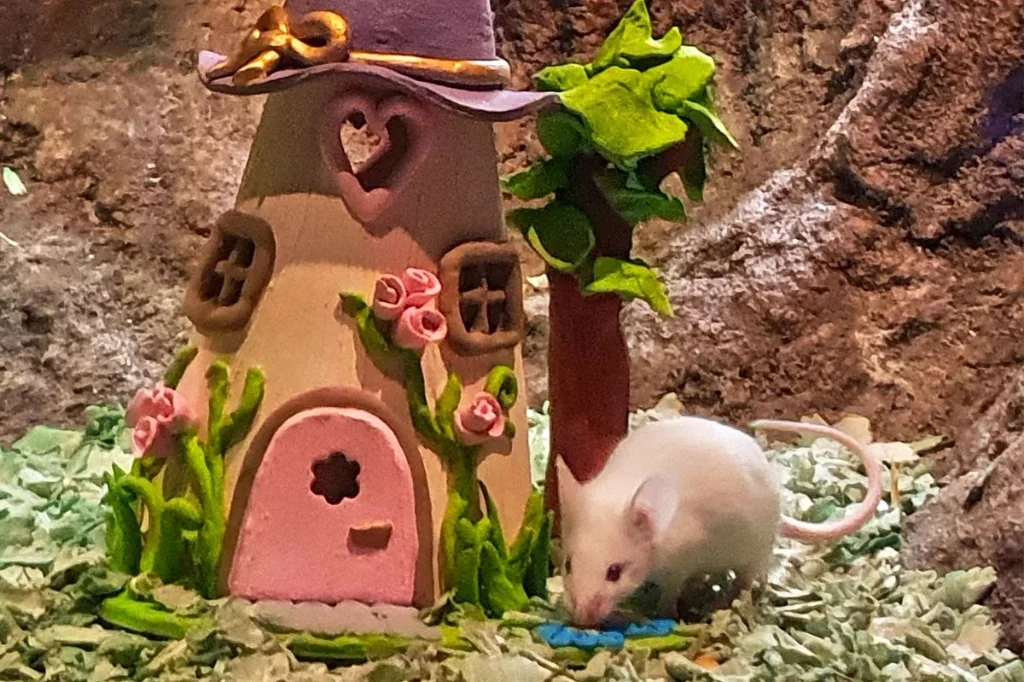 White mouse beside a miniature fairy-tale house inside Myszogrod in Zakopane